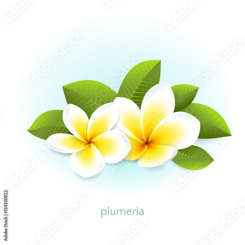 Vector realistic plumeria with leaves. White tropical flowers frangipani from Asia and Hawaii. Isolated from the background.