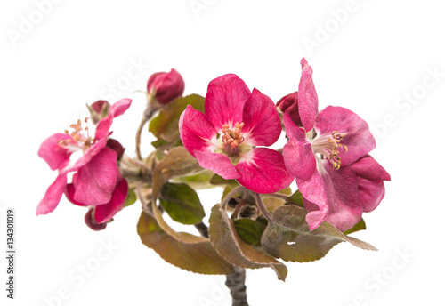 pink flowers of apple isolated