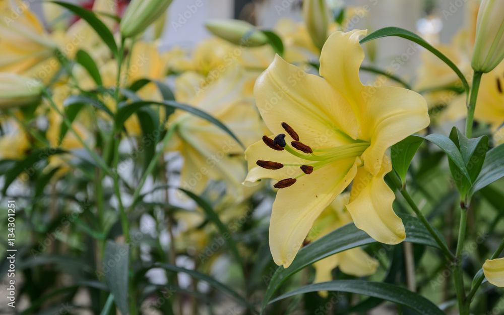 Obraz premium Yellow lily flower in the garden