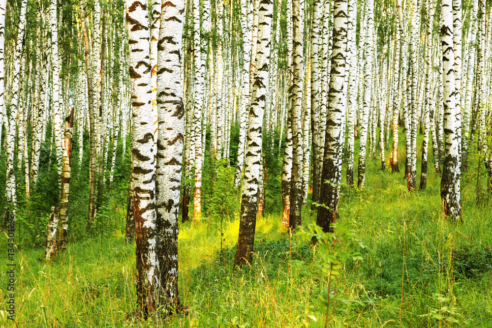 Fototapeta premium lato w słonecznym brzozowym lesie