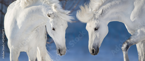 Fototapeta Naklejka Na Ścianę i Meble -  Two white horse portrait in blue winter background. Banner for web
