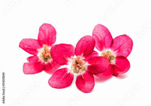 Fototapeta Naklejka Na Ścianę i Meble -  pink flowers of apple isolated