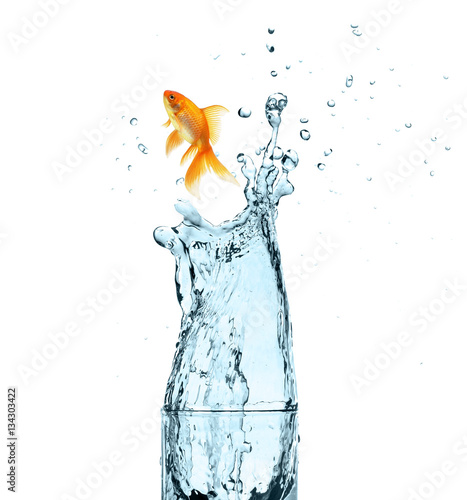 a fish jumping out of water