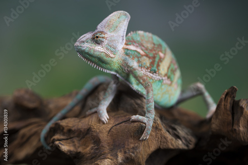 Chameleon, lizard sits at the root