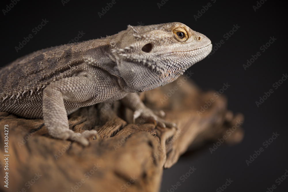 Obraz premium Agama bearded, pet on black background, reptile