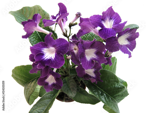 Blooming collection Streptocarpus 