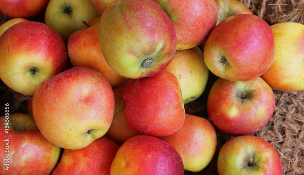 Background of red and yellow organic apples grown Background of red and yellow organic apples grown