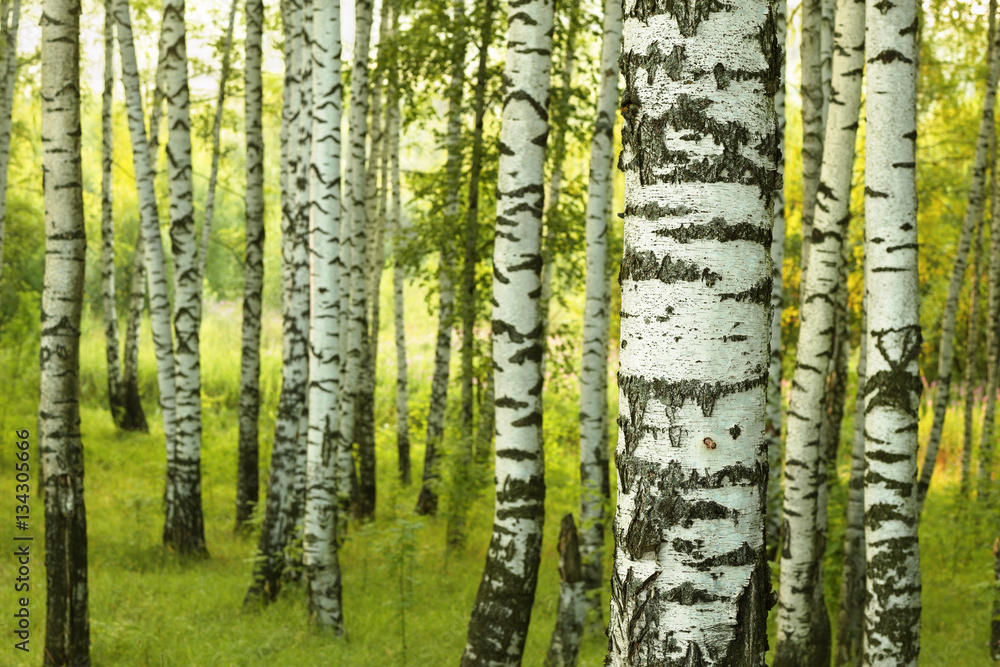 Naklejka premium summer in sunny birch forest