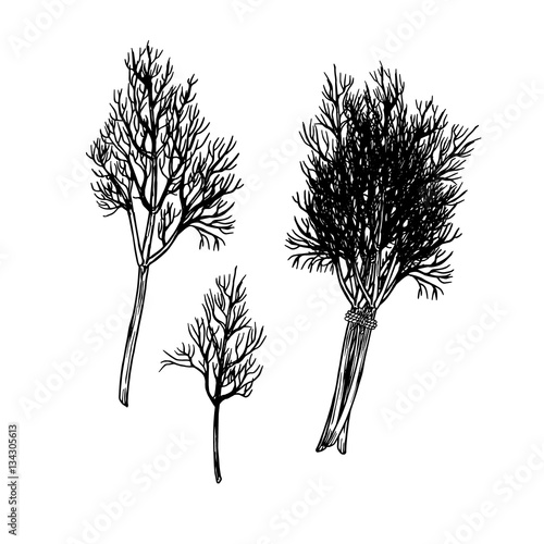 Hand drawn dill. Vector sketch