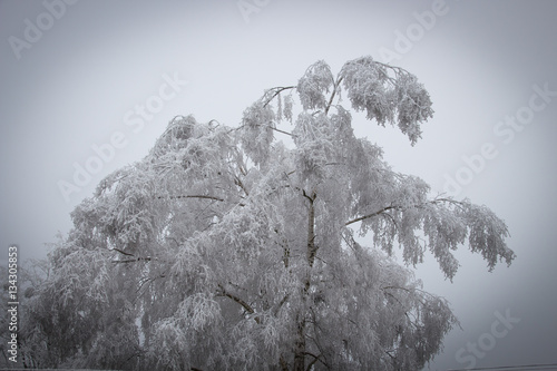 Tree Snow