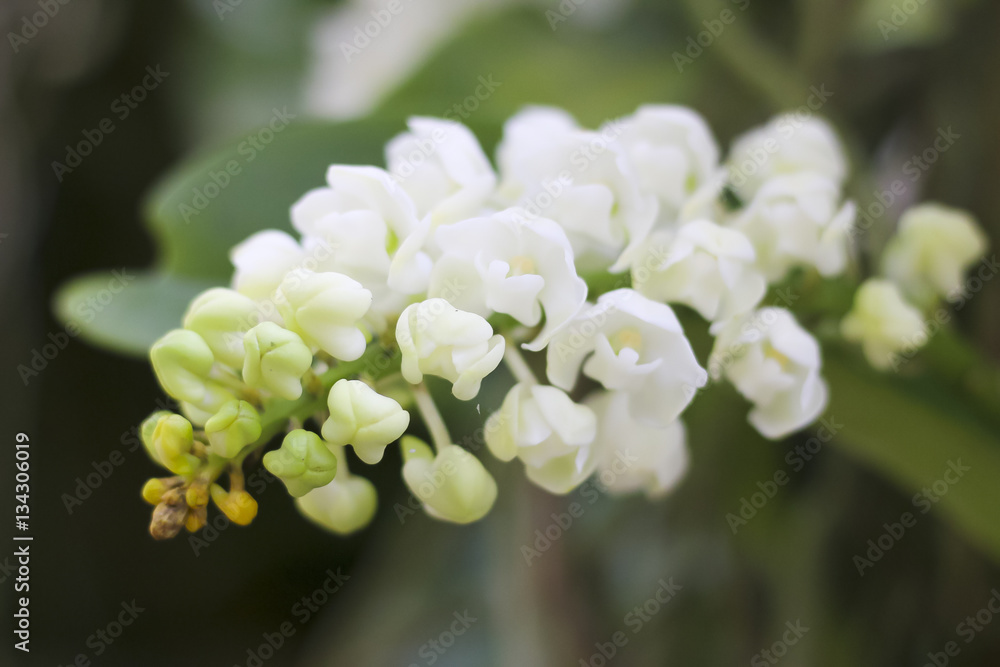 Stock Photo - White orchids Beautiful colour in the garden. Stock Photo - White orchids Beautiful colour in the garden.