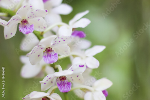 Stock Photo - Close up of orchid flower