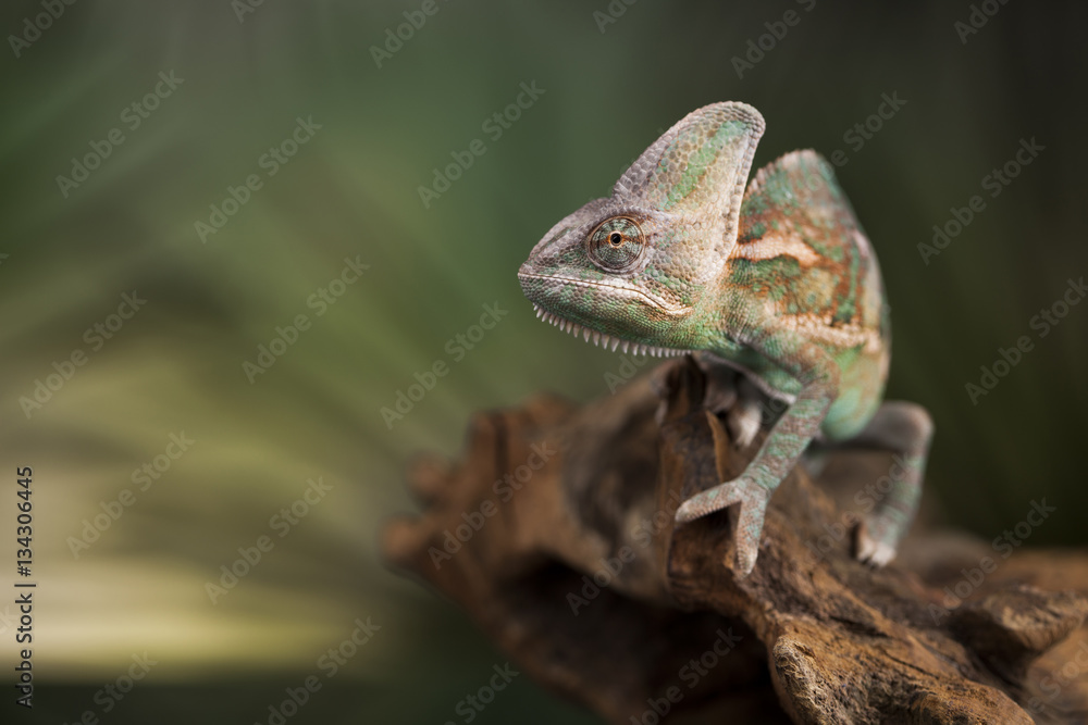 Chameleon on green mirror background Chameleon on green mirror background