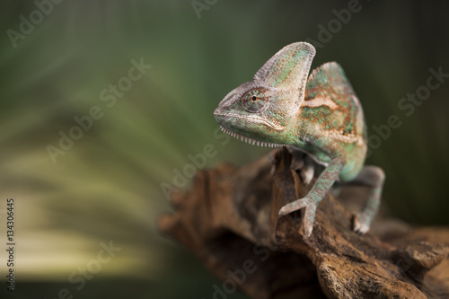 Chameleon on green mirror background