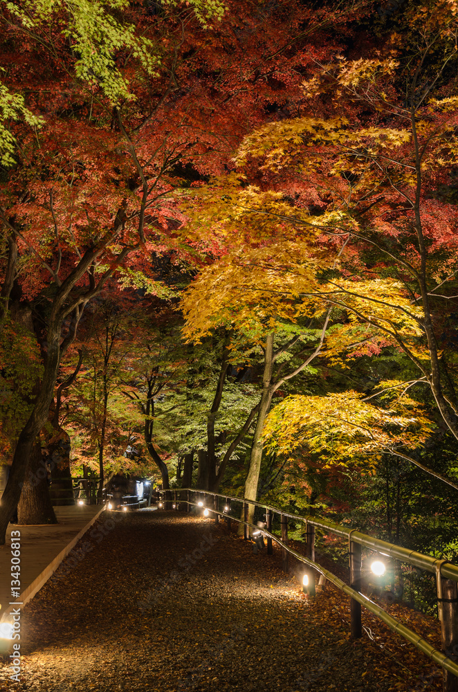 Autumn Japanese garden with maple trees at night in Kyoto, Japan