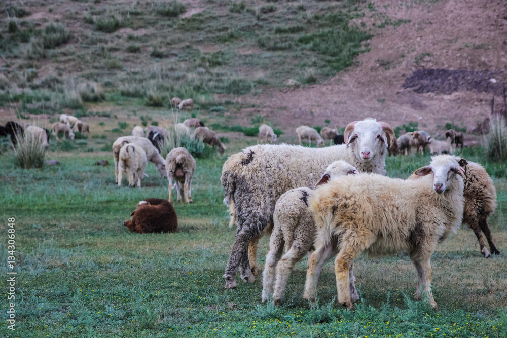 Group of sheep in Kazakhstan. Sheep family in summer