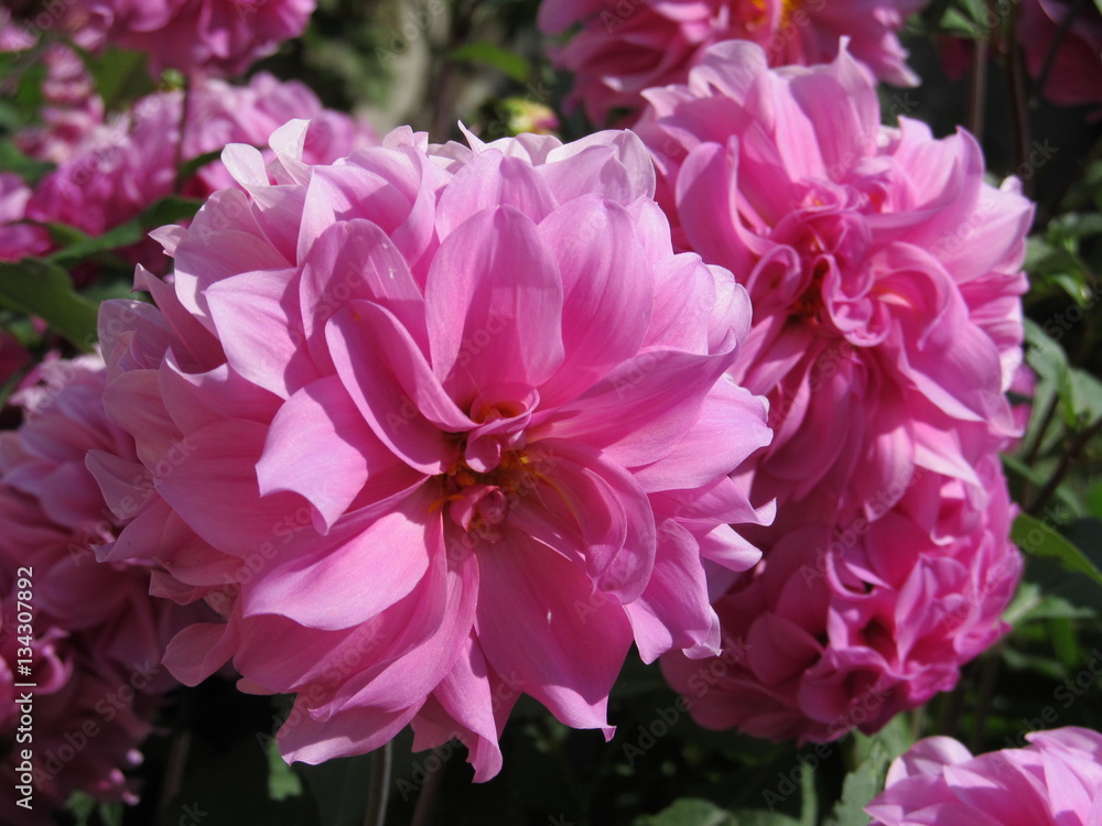 Fototapeta premium Lush pink dahlia on a background of leaves