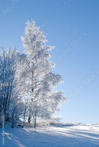 frozen tree © Sarka