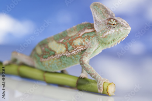 Sky background, reptile, Chameleon lizard