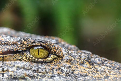 crocodile eyes