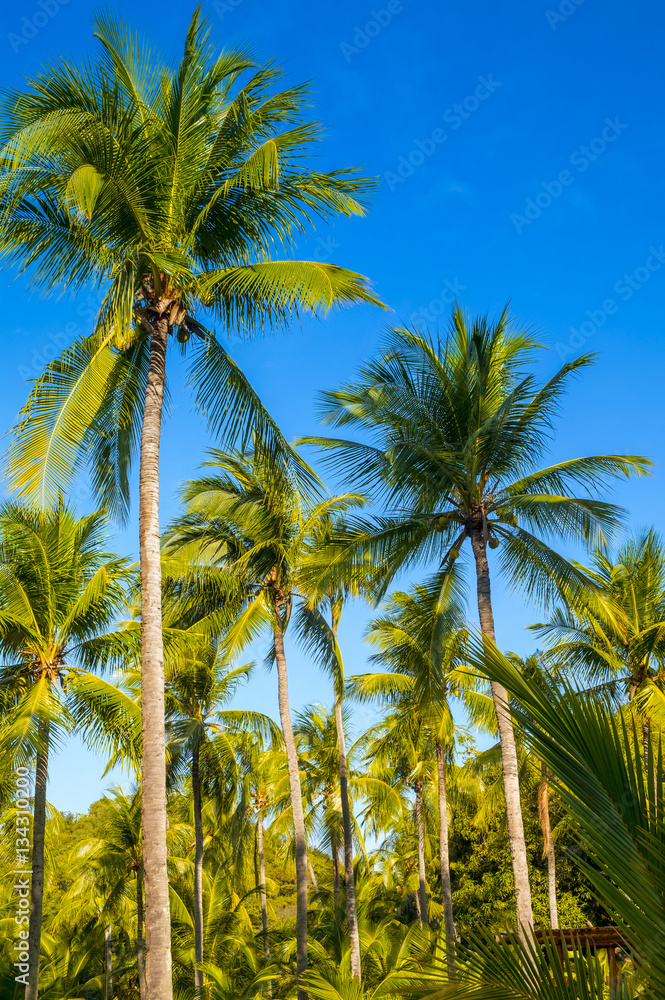 Tropical paradise on the island of Frades