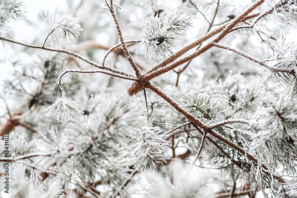 fir branch covered with ice