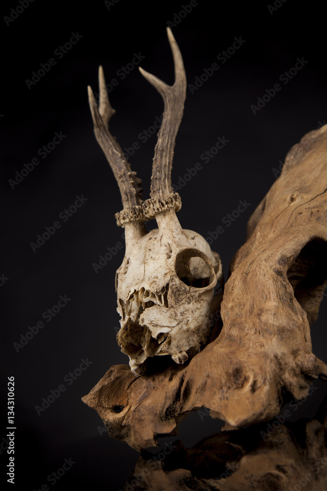 Weathered deer skull, black mirror background Weathered deer skull, black mirror background