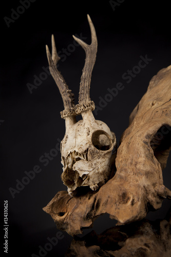 Weathered deer skull, black mirror background