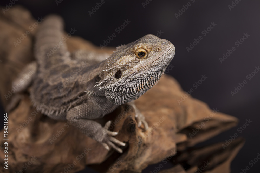 Dragon, Agama Lizard on black mirror background Dragon, Agama Lizard on black mirror background
