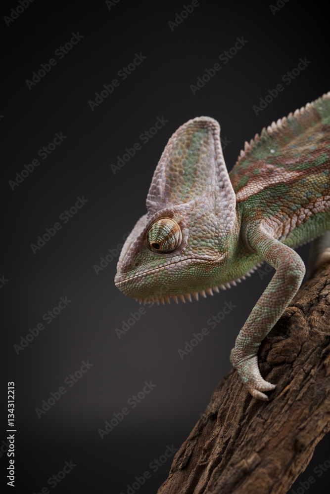 Obraz premium Animal, Chameleon lizard