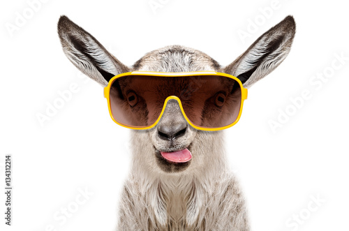 Portrait of a goat in sunglasses showing tongue