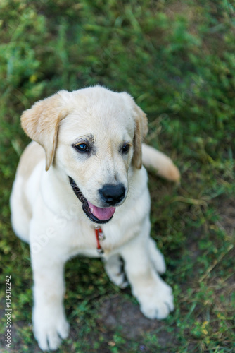 labrador walking in the summer park