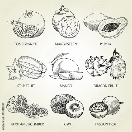 Hand drawn set of different tropical fruits. Outline realistic icons of healthy food. Vector sketch of exotic plants good for logo design, poster, banner creation, recipe book or restaurant menu.