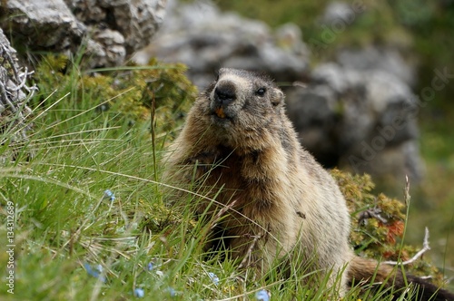 Murmeltier im Puez Geisler Naturpark