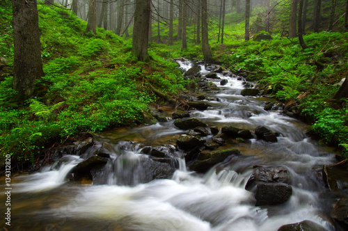 River in the woods