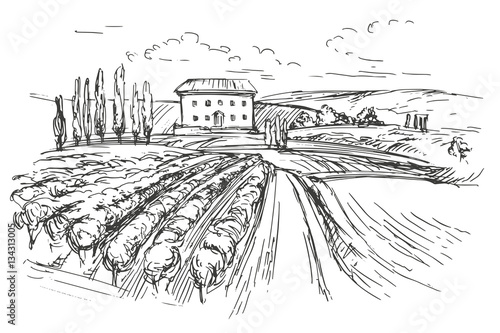 Vineyard hand drawn vector illustration realistic sketch