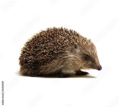 Hedgehog isolated on white