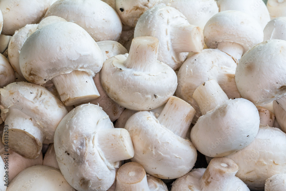 Gros champignons de Paris - Agaricus bisporus - en tas Gros champignons de Paris - Agaricus bisporus - en tas