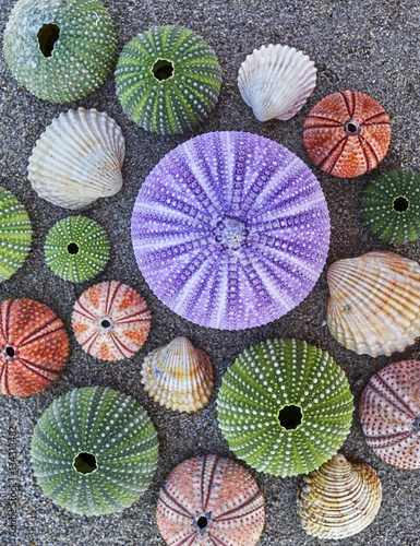 violet and other colorful sea urchins and shells on wet sand beach
