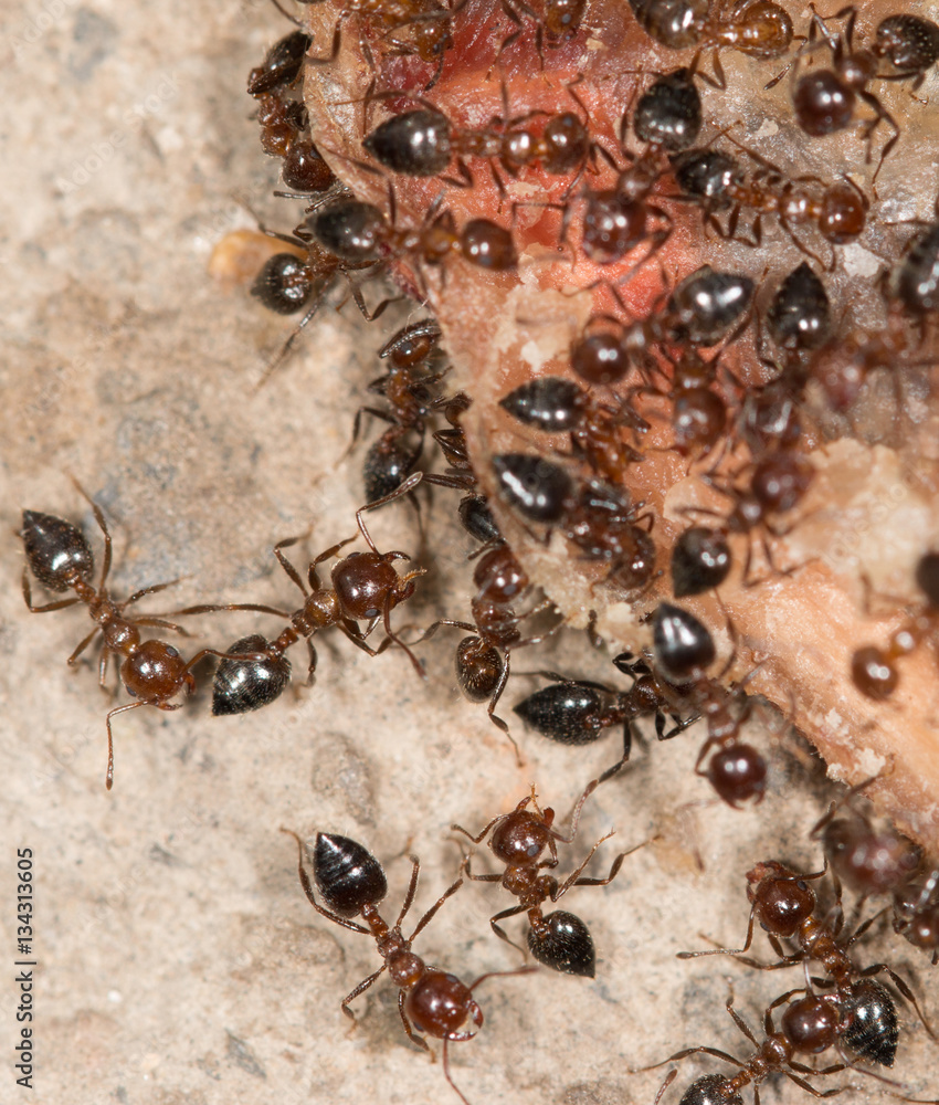 ants on the meat ants on the meat