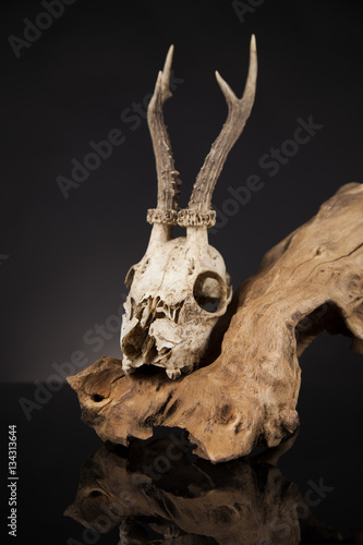 Weathered deer skull, black mirror background