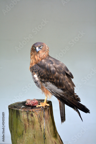 Pacific Harrier bird of prey photo