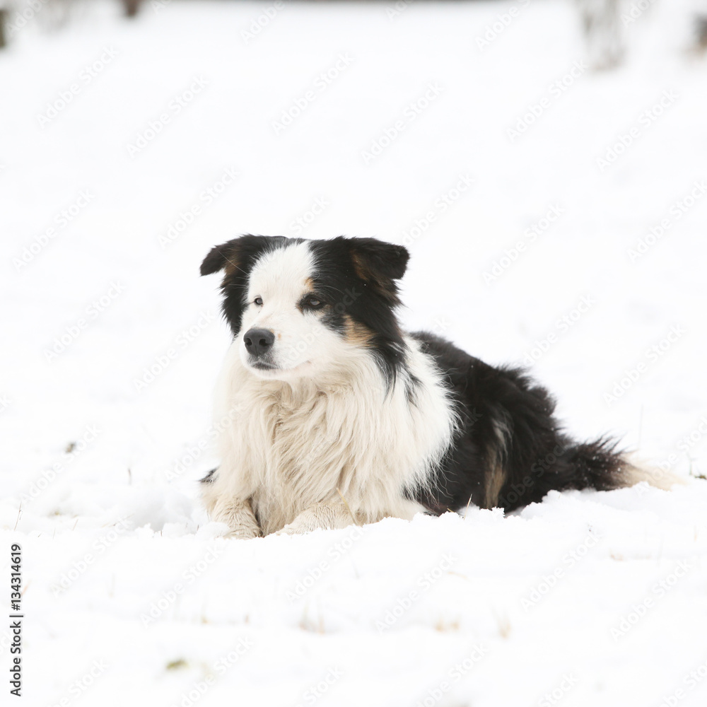 Border collie in winter