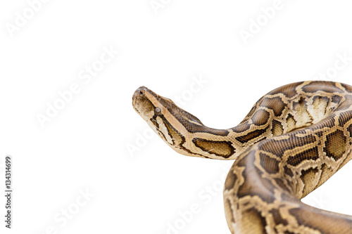 Reticulated Python or Boa isolate on white background with clipp