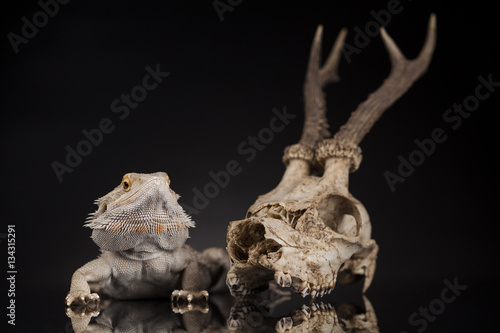 Lizard, Agama, Antlers, dragon and skull © Sebastian Duda