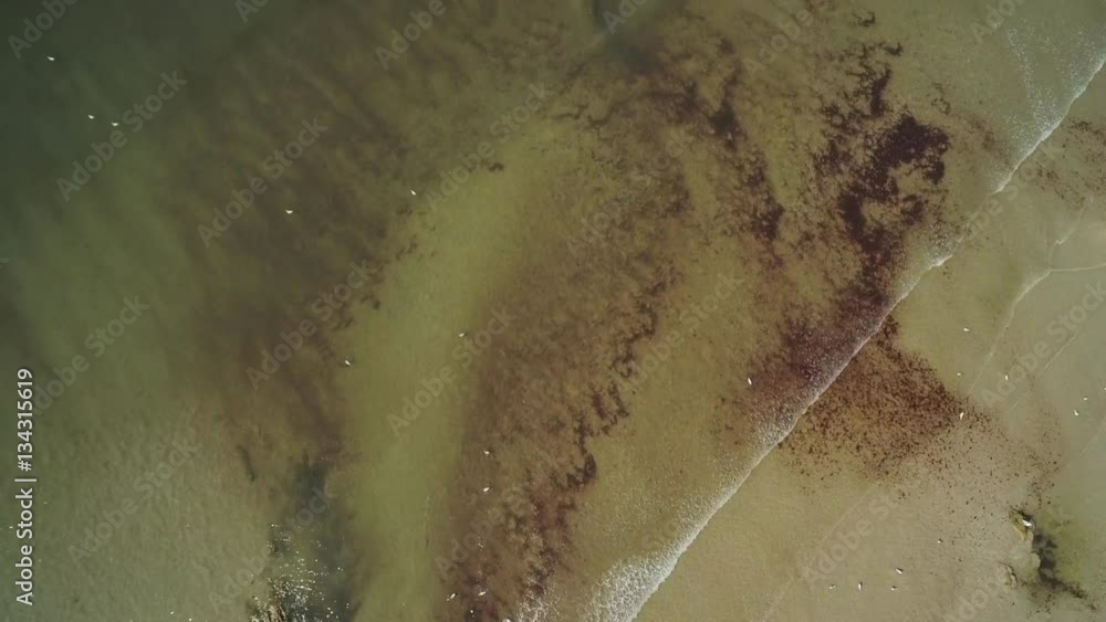 Aerial Drone Shot Of Birds On Shore At Beach
Aerial Drone Shot Of Birds On Shore At Beach