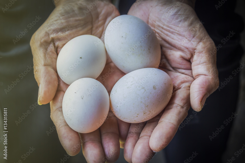 Hands holding fresh duck eggs from farm. Hands holding fresh duck eggs from farm.
