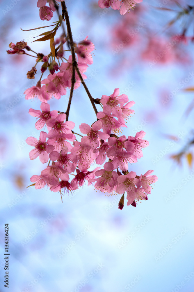 Close up Wild Himalayan Cherry flower fresh Close up Wild Himalayan Cherry flower fresh