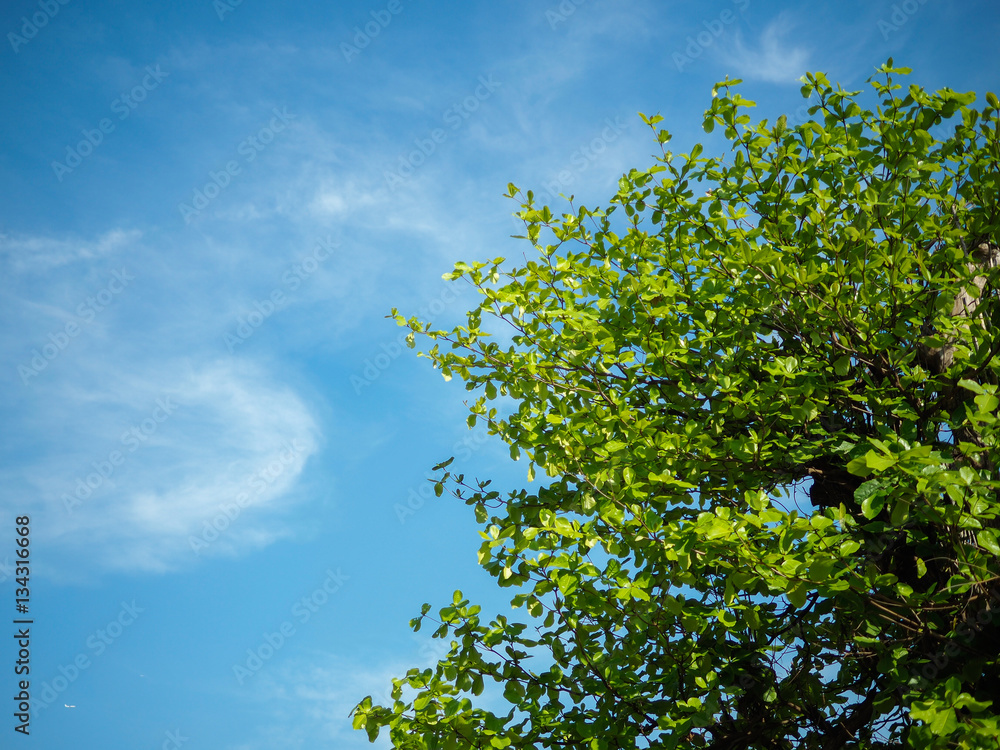 Tree and Sky Tree and Sky