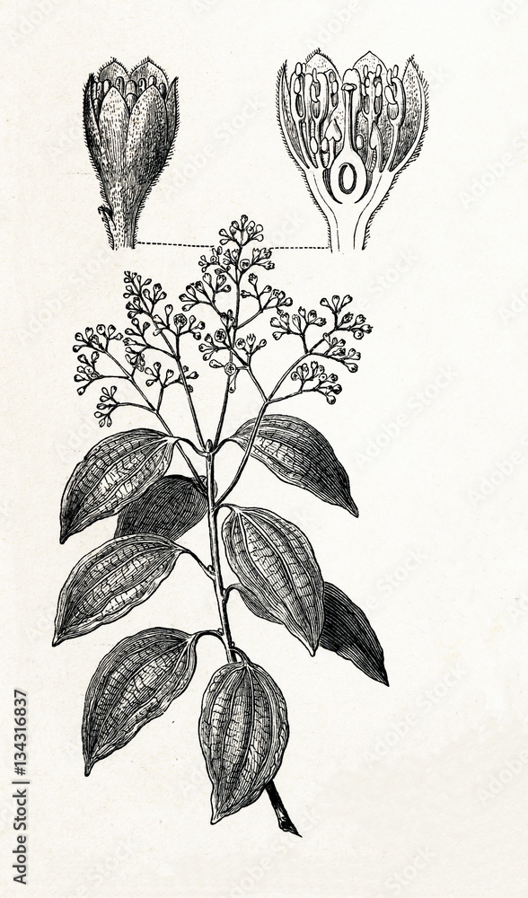 Cinnamon Plant Diagram